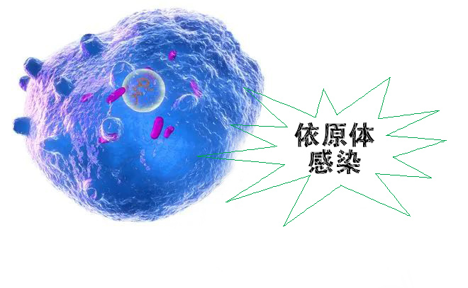 怎么不知不覺就感染了沙眼依原體呢？